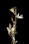 Chlorophytum sphacelatum var. milanjianum