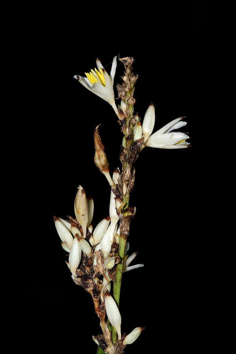 Chlorophytum sphacelatum var. milanjianum