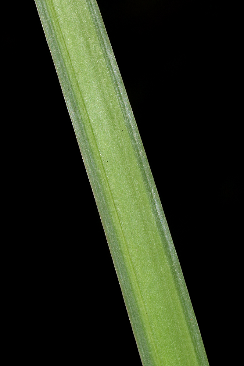Chlorophytum sphacelatum var. milanjianum