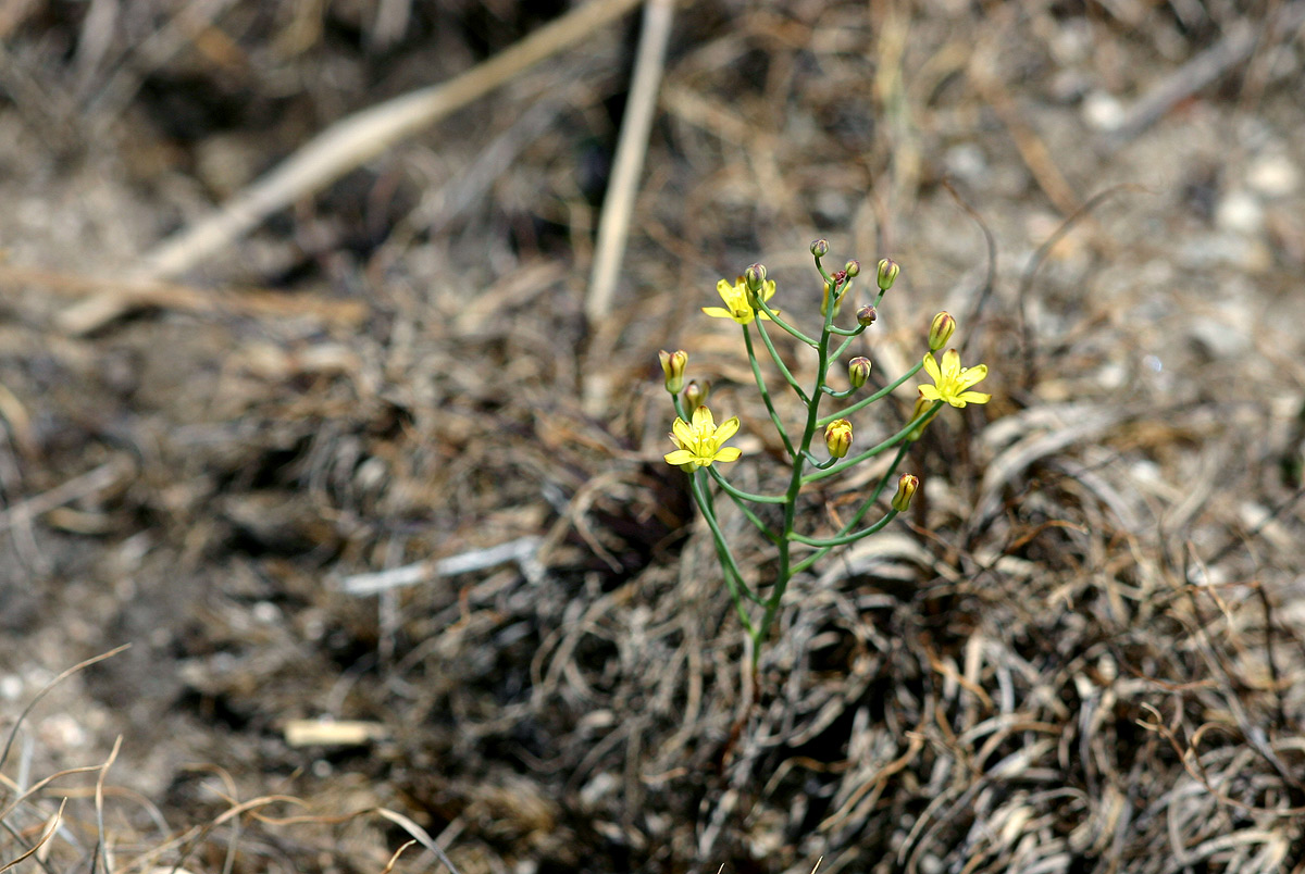 Eriospermum abyssinicum Eriospermum abyssinicum