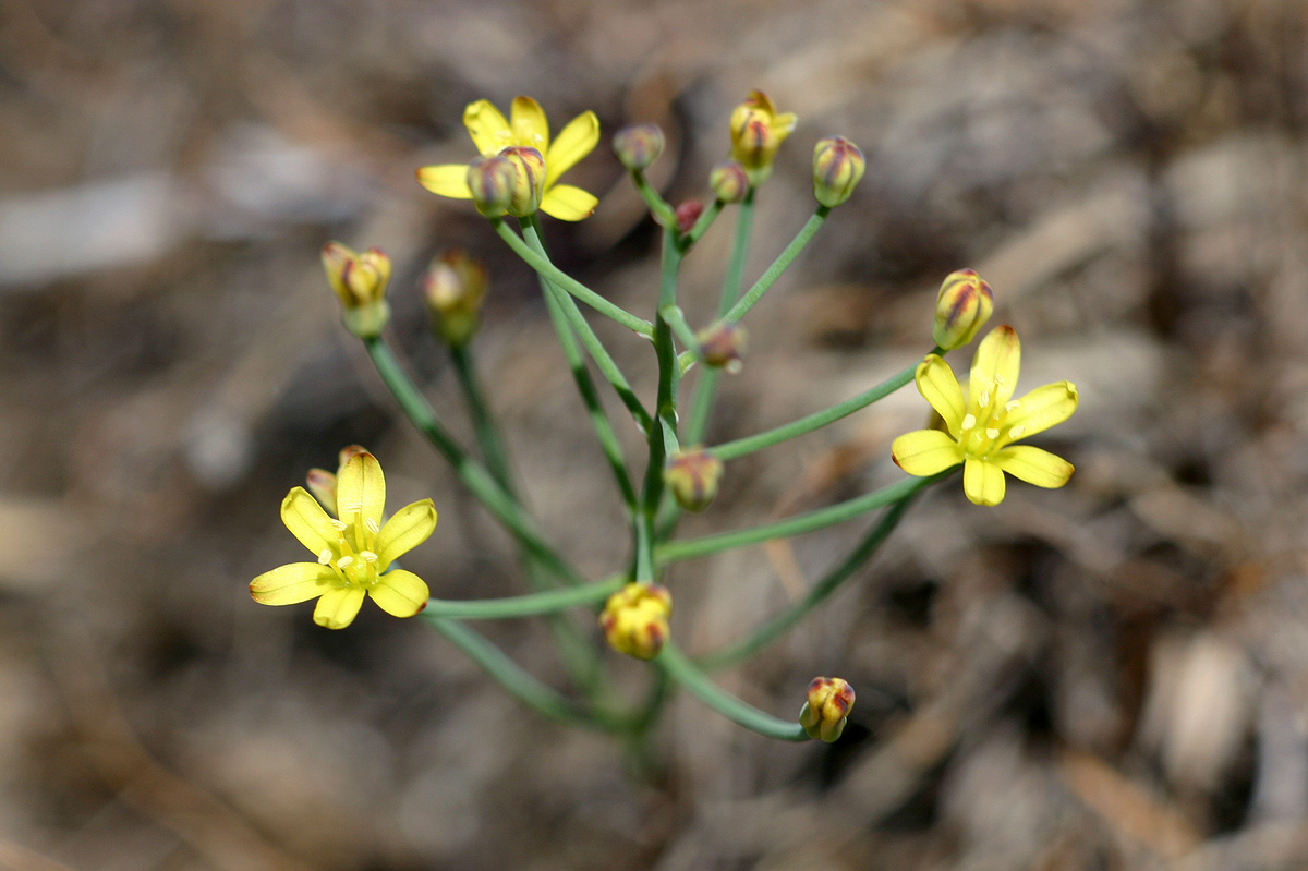 Eriospermum abyssinicum