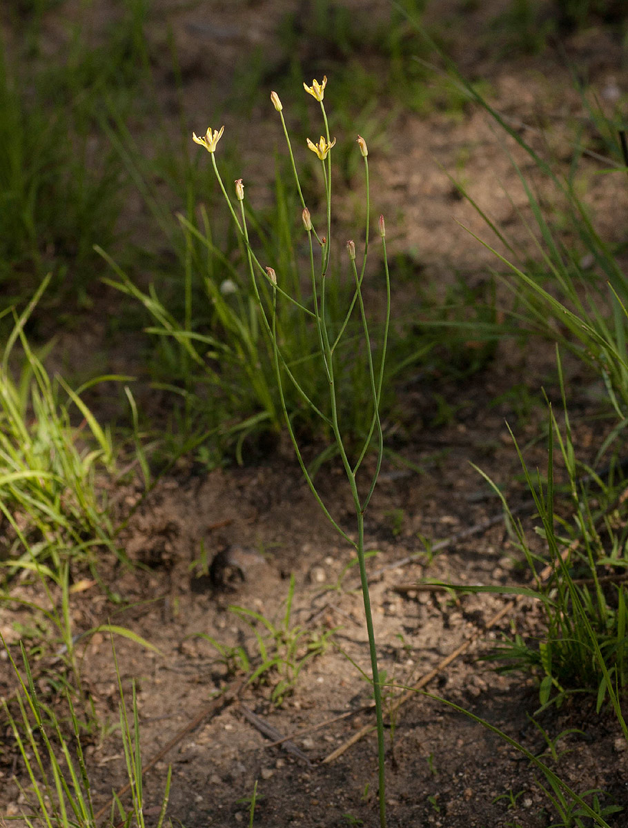 Eriospermum abyssinicum Eriospermum abyssinicum