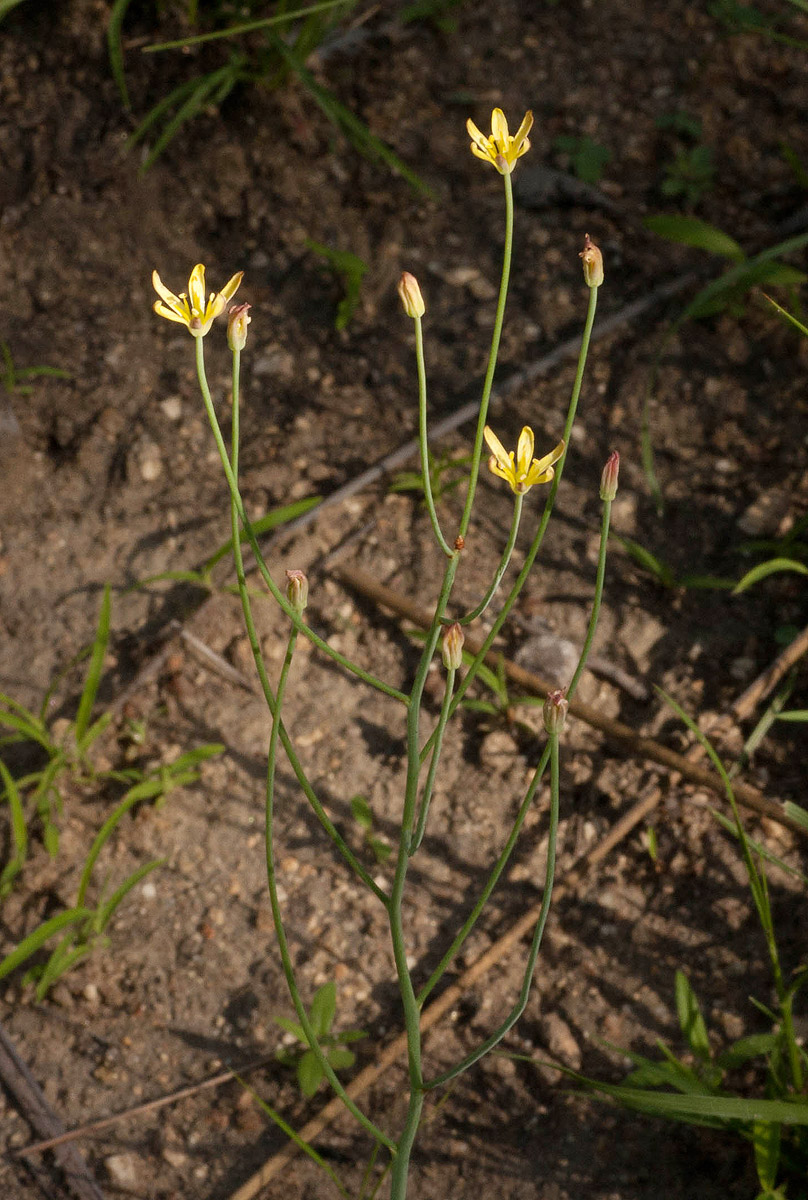 Eriospermum abyssinicum Eriospermum abyssinicum