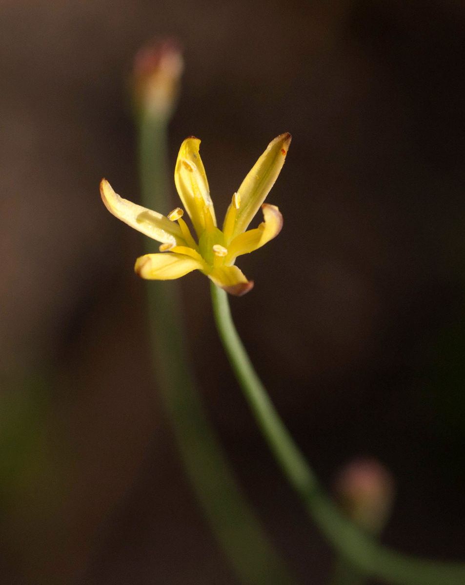 Eriospermum abyssinicum