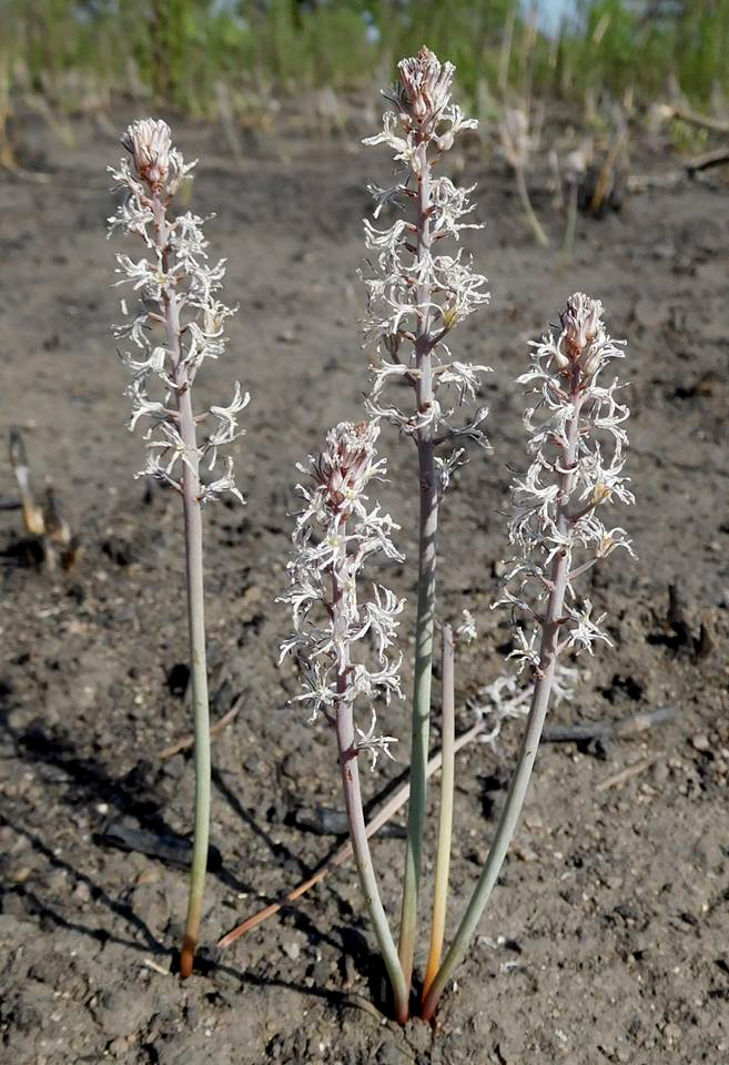Eriospermum kirkii Eriospermum kirkii