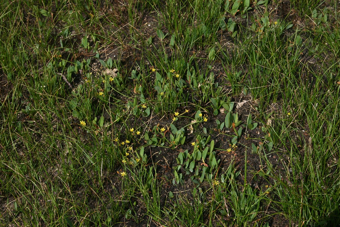 Eriospermum mackenii subsp. mackenii Eriospermum mackenii subsp. mackenii