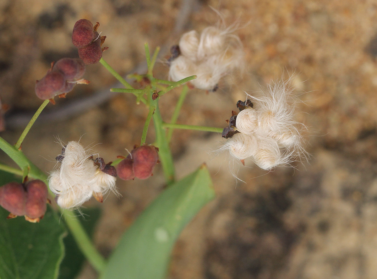Eriospermum mackenii subsp. mackenii