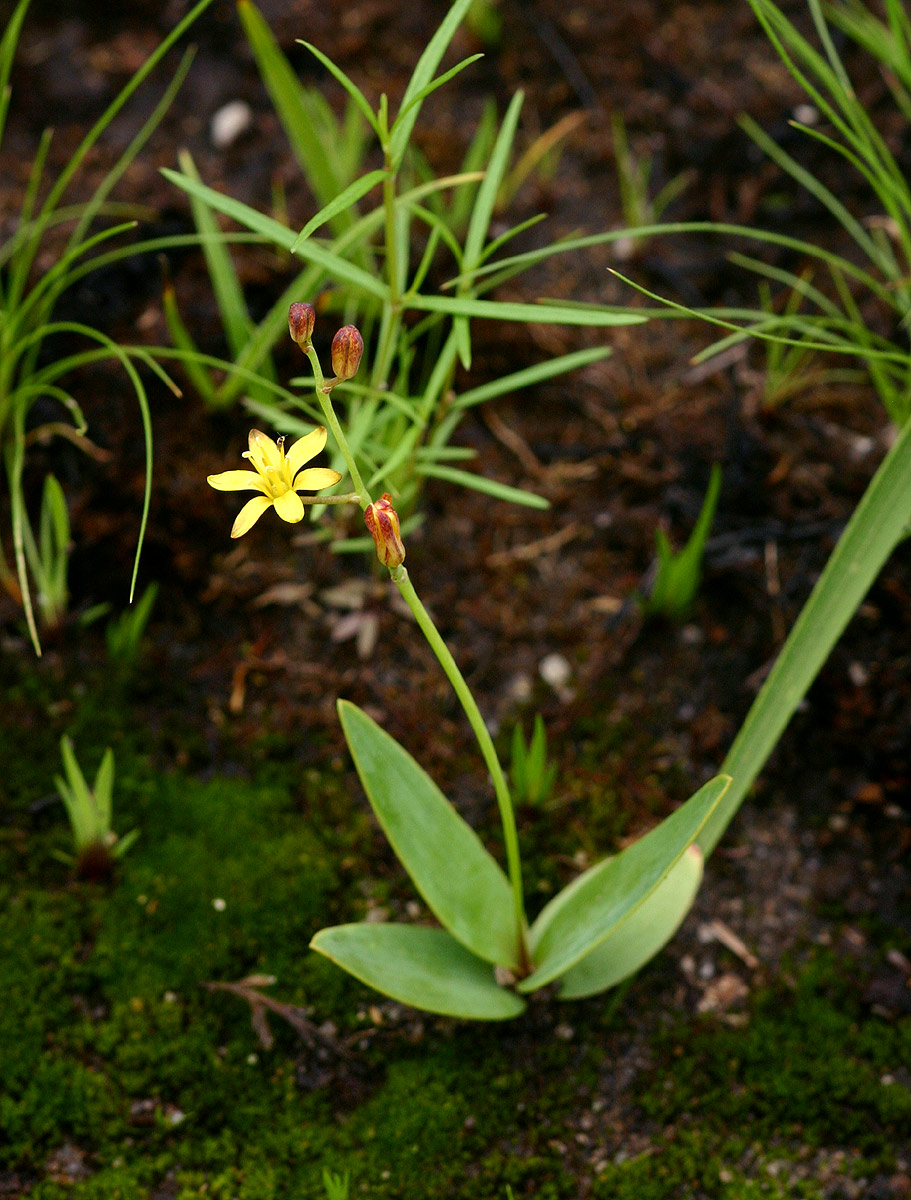 Eriospermum mackenii subsp. mackenii Eriospermum mackenii subsp. mackenii