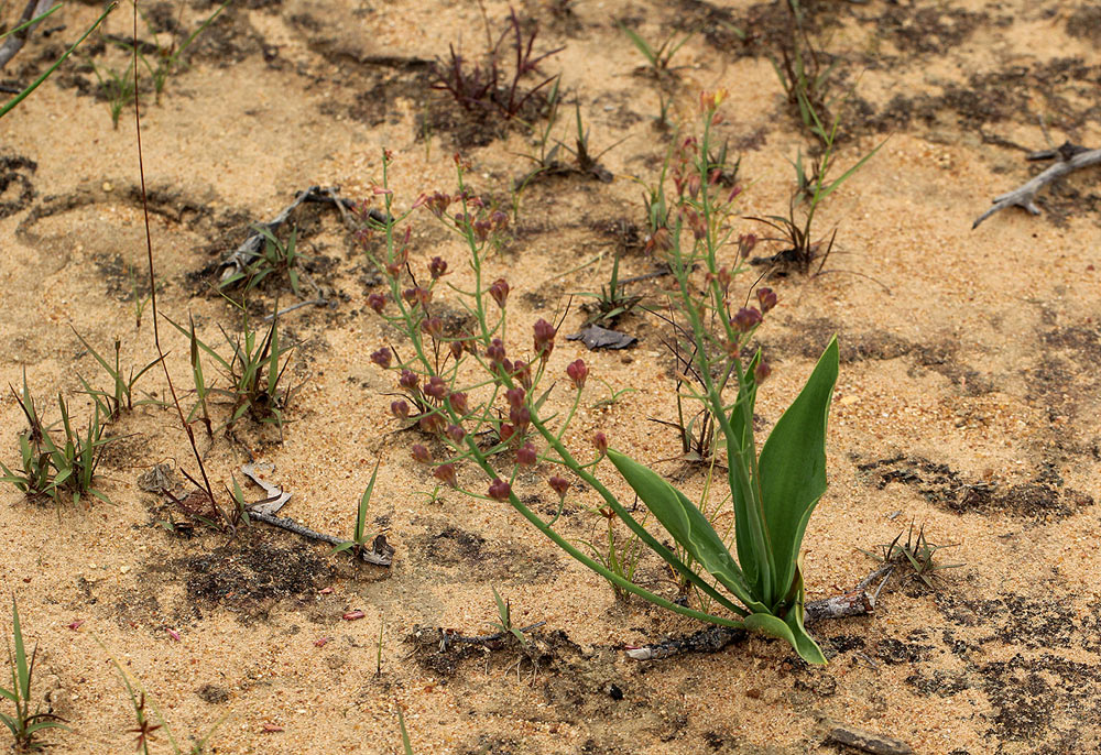 Eriospermum mackenii subsp. mackenii