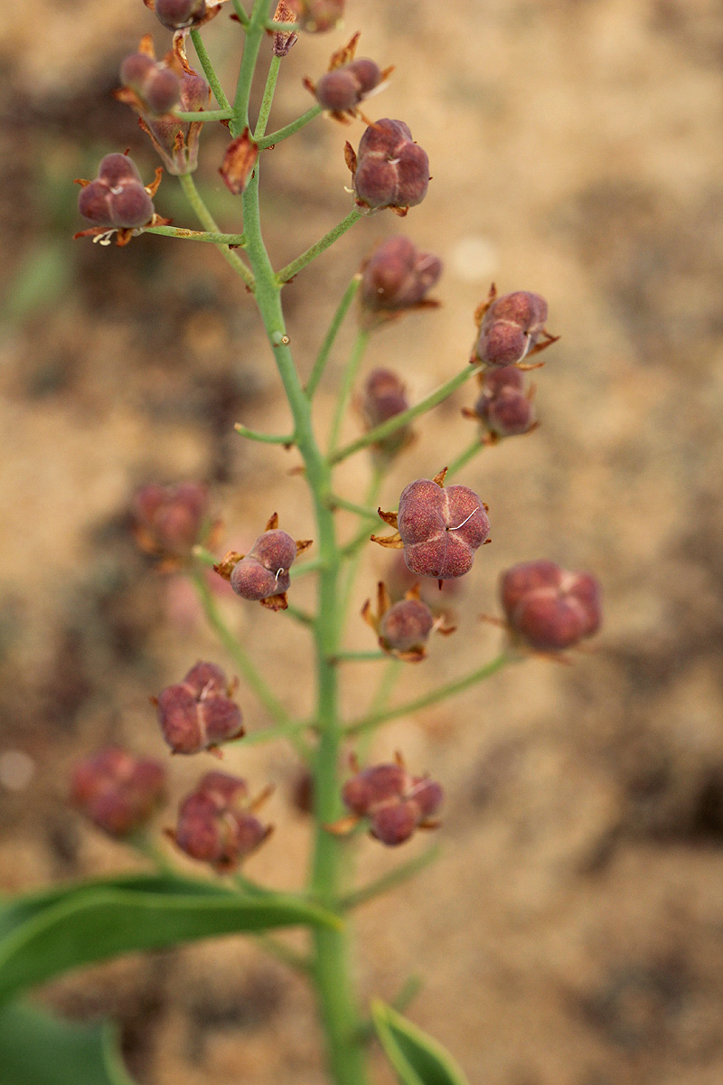 Eriospermum mackenii subsp. mackenii Eriospermum mackenii subsp. mackenii