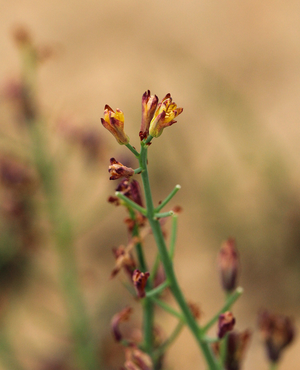 Eriospermum mackenii subsp. mackenii