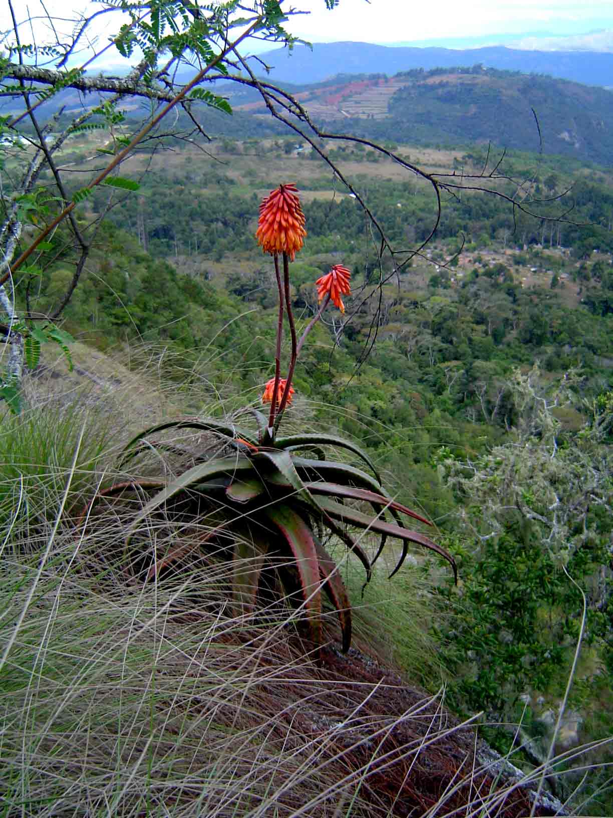 Aloe cameronii var. cameronii
