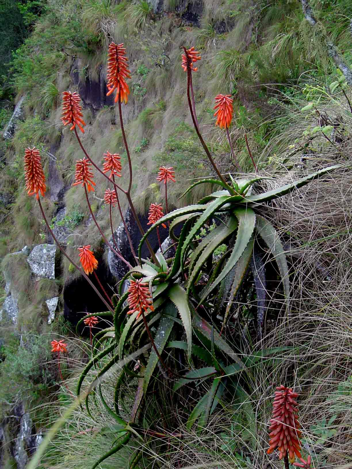 Aloe cameronii var. cameronii
