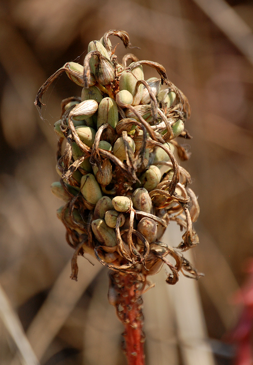 Aloe cameronii var. cameronii