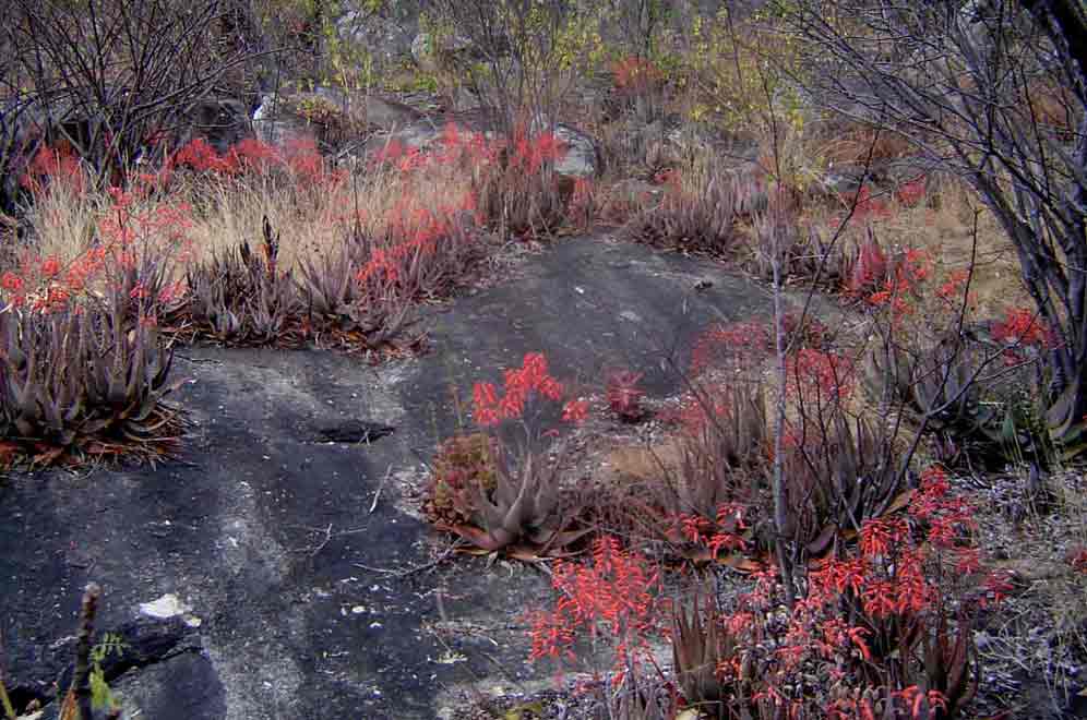 Aloe chabaudii var. chabaudii