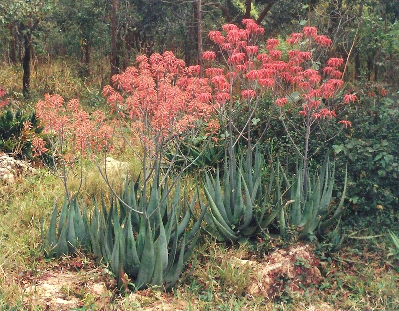 Aloe chabaudii var. chabaudii