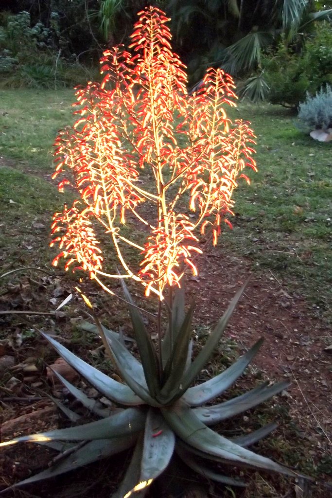 Aloe chabaudii var. chabaudii