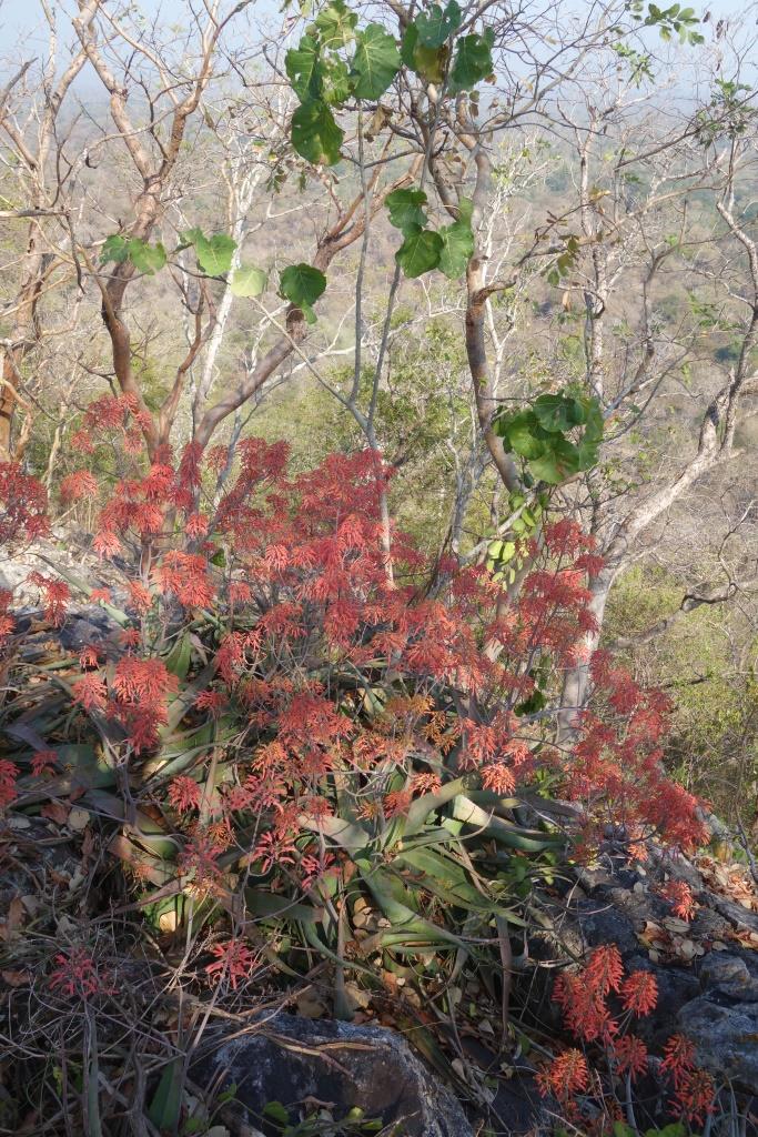 Aloe chabaudii var. chabaudii