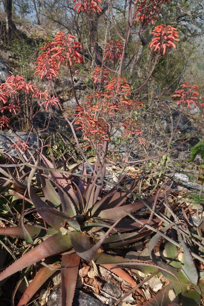 Aloe chabaudii var. chabaudii