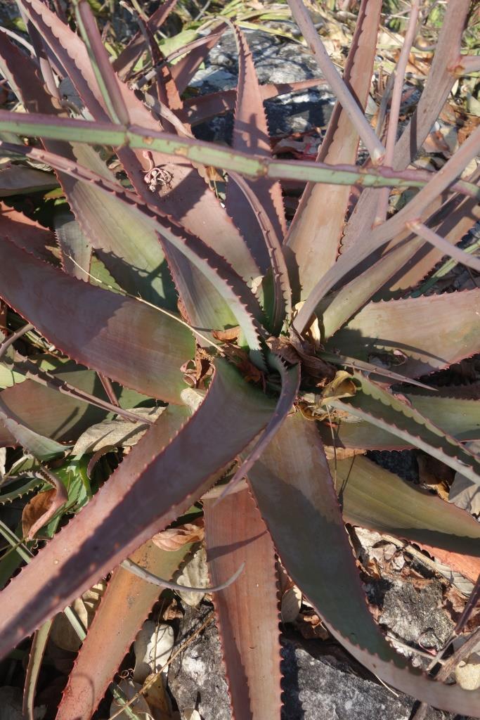 Aloe chabaudii var. chabaudii