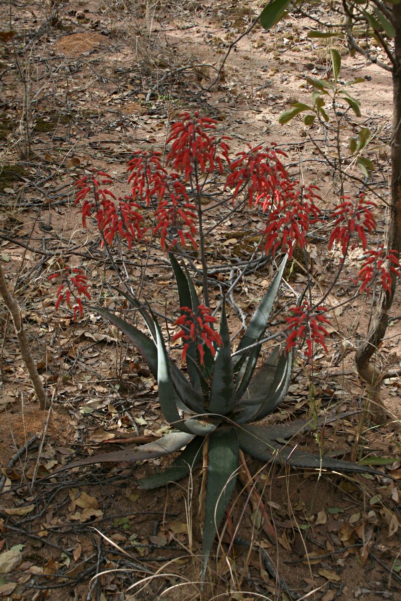 Aloe chabaudii var. chabaudii