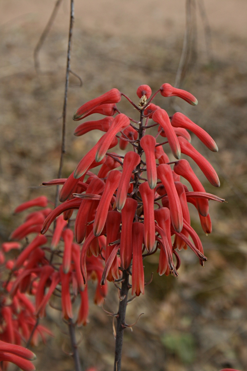 Aloe chabaudii var. chabaudii