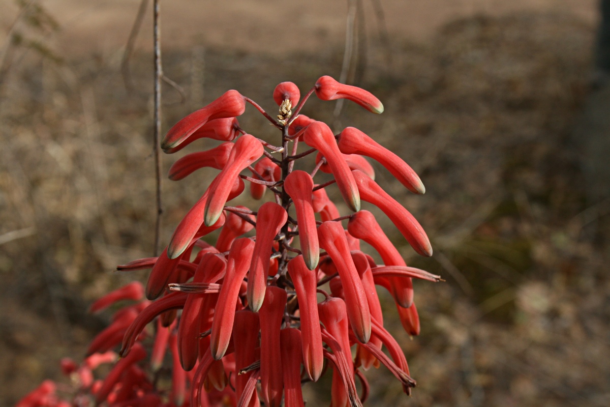 Aloe chabaudii var. chabaudii