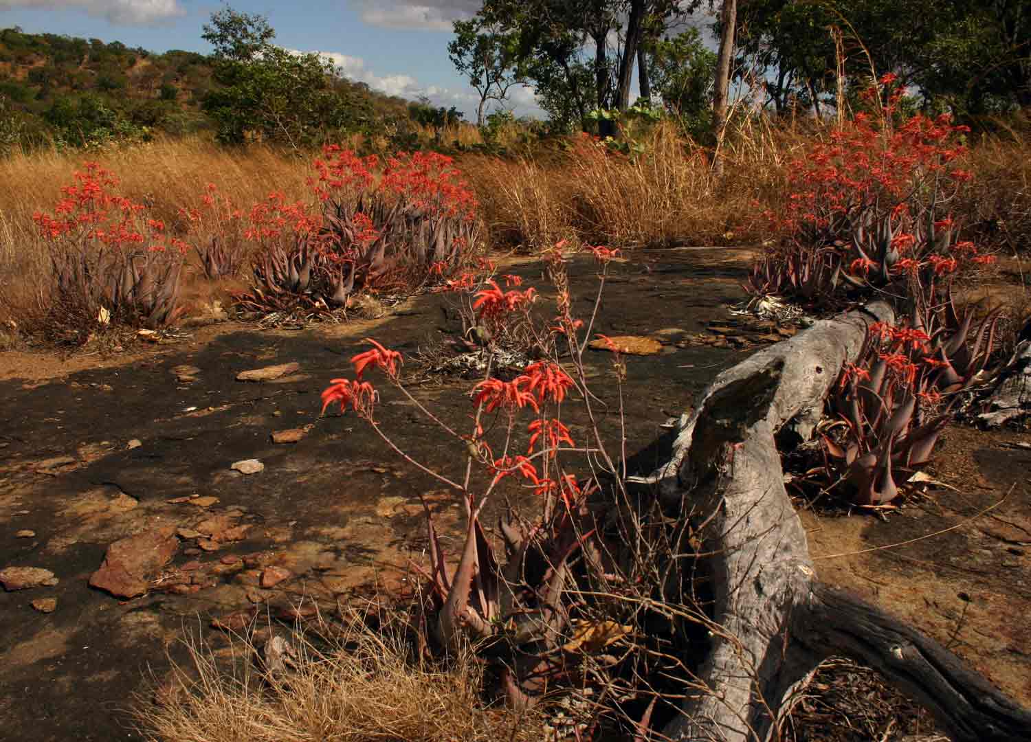 Aloe chabaudii var. chabaudii