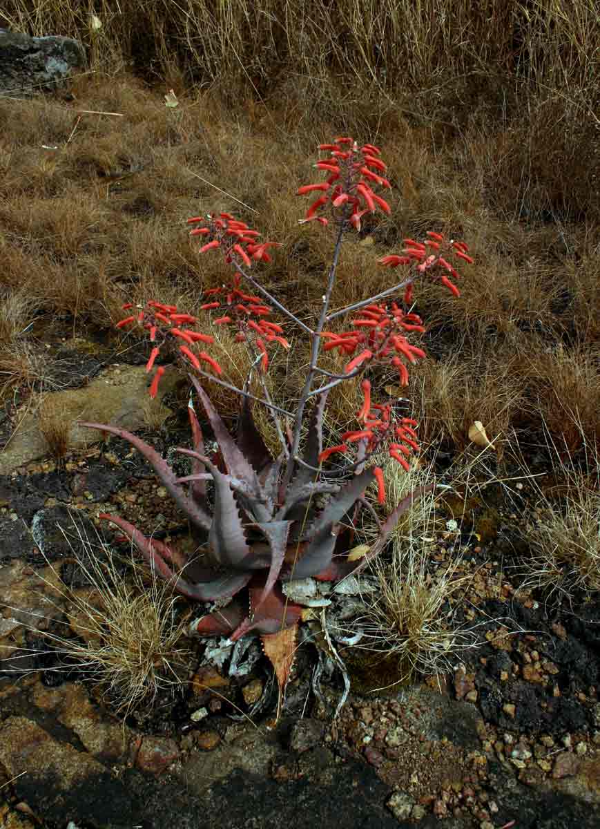 Aloe chabaudii var. chabaudii