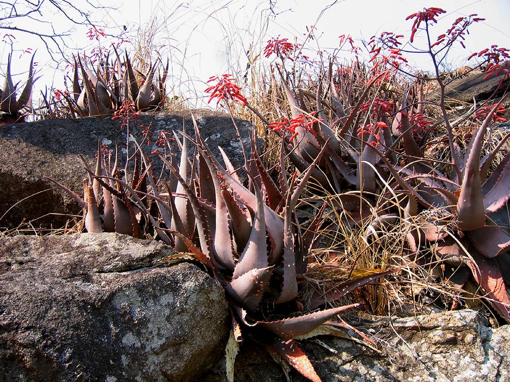 Aloe chabaudii var. chabaudii