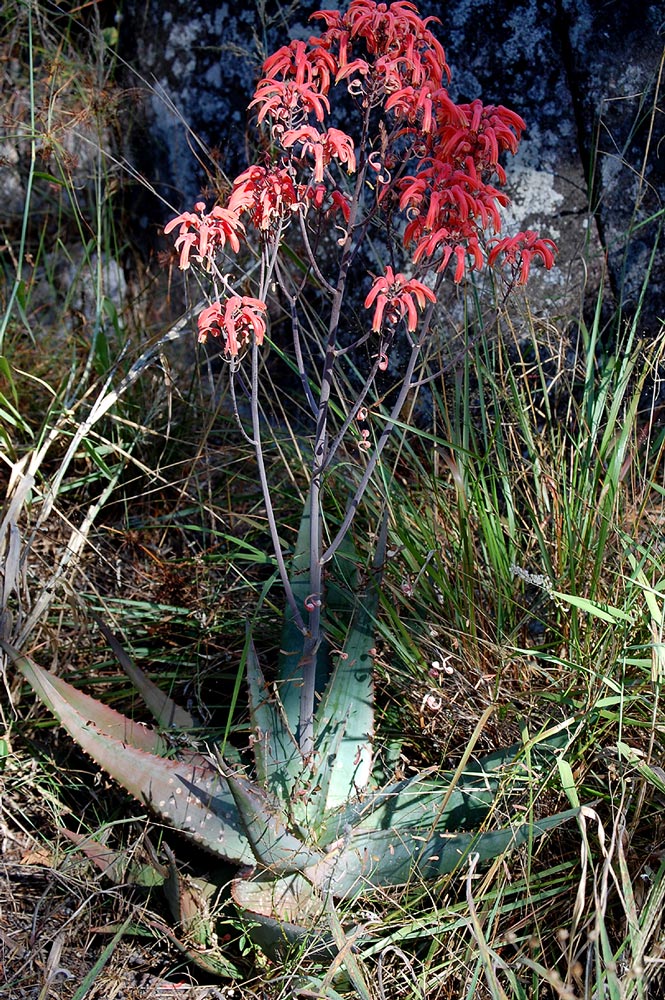 Aloe chabaudii var. chabaudii