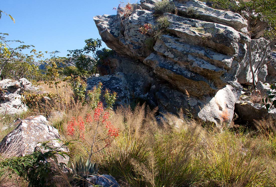 Aloe chabaudii var. chabaudii