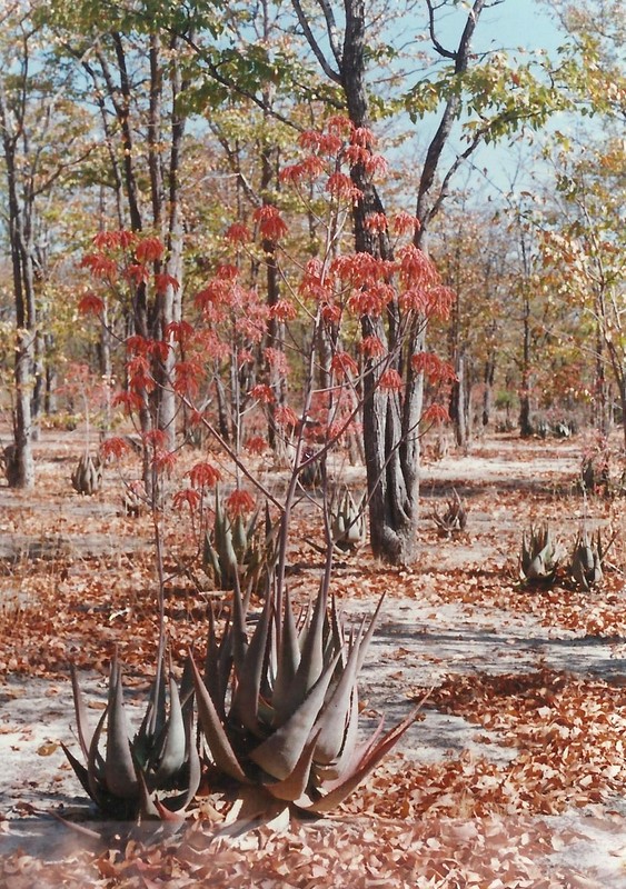 Aloe chabaudii var. chabaudii