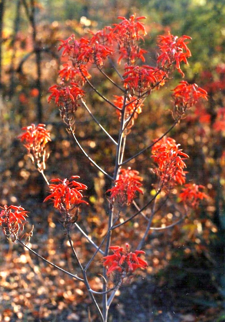 Aloe chabaudii var. chabaudii