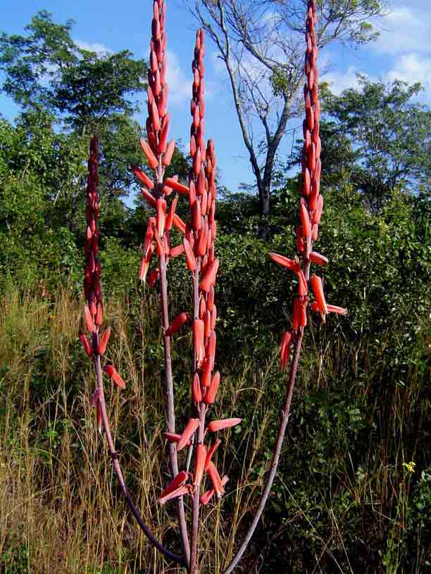 Aloe christianii