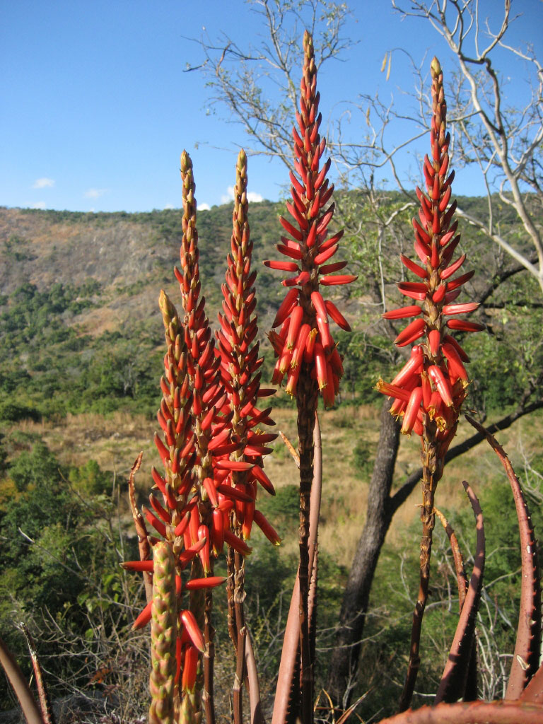Aloe cryptopoda