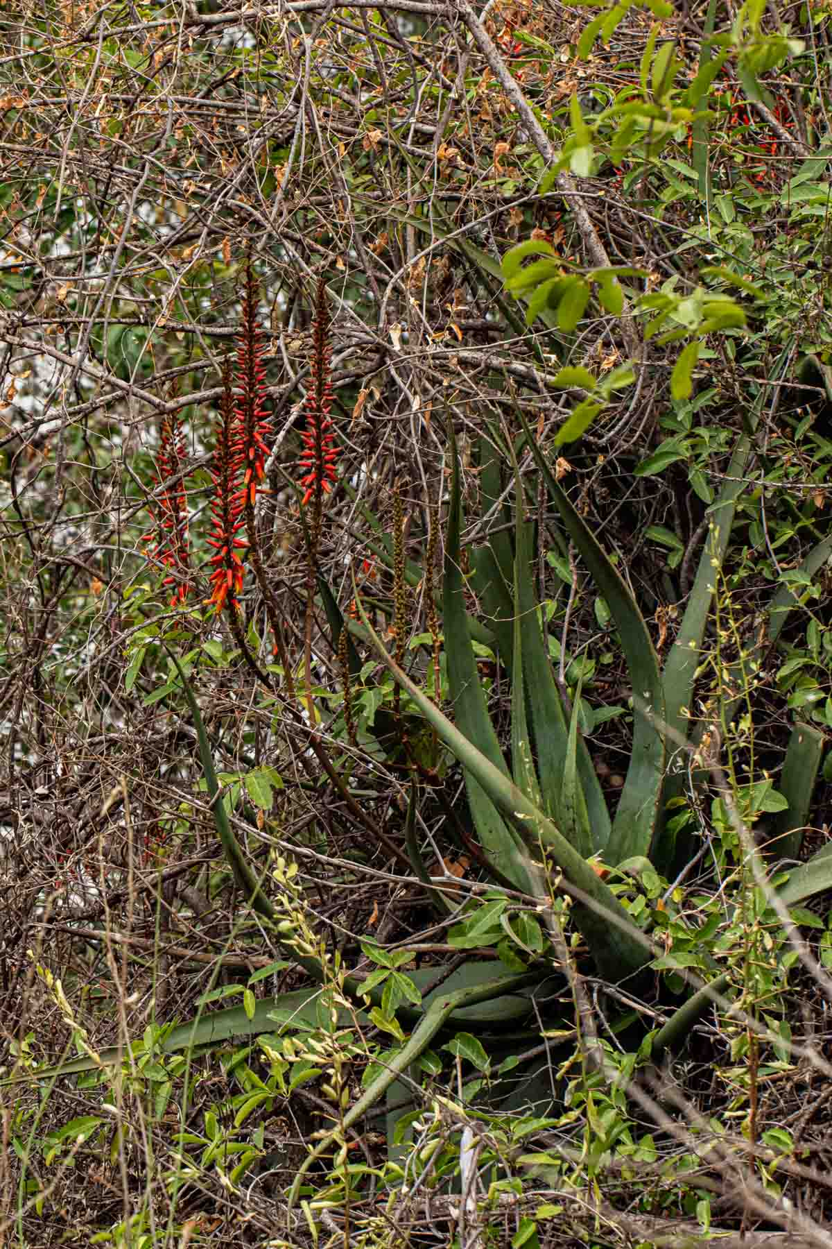 Aloe cryptopoda