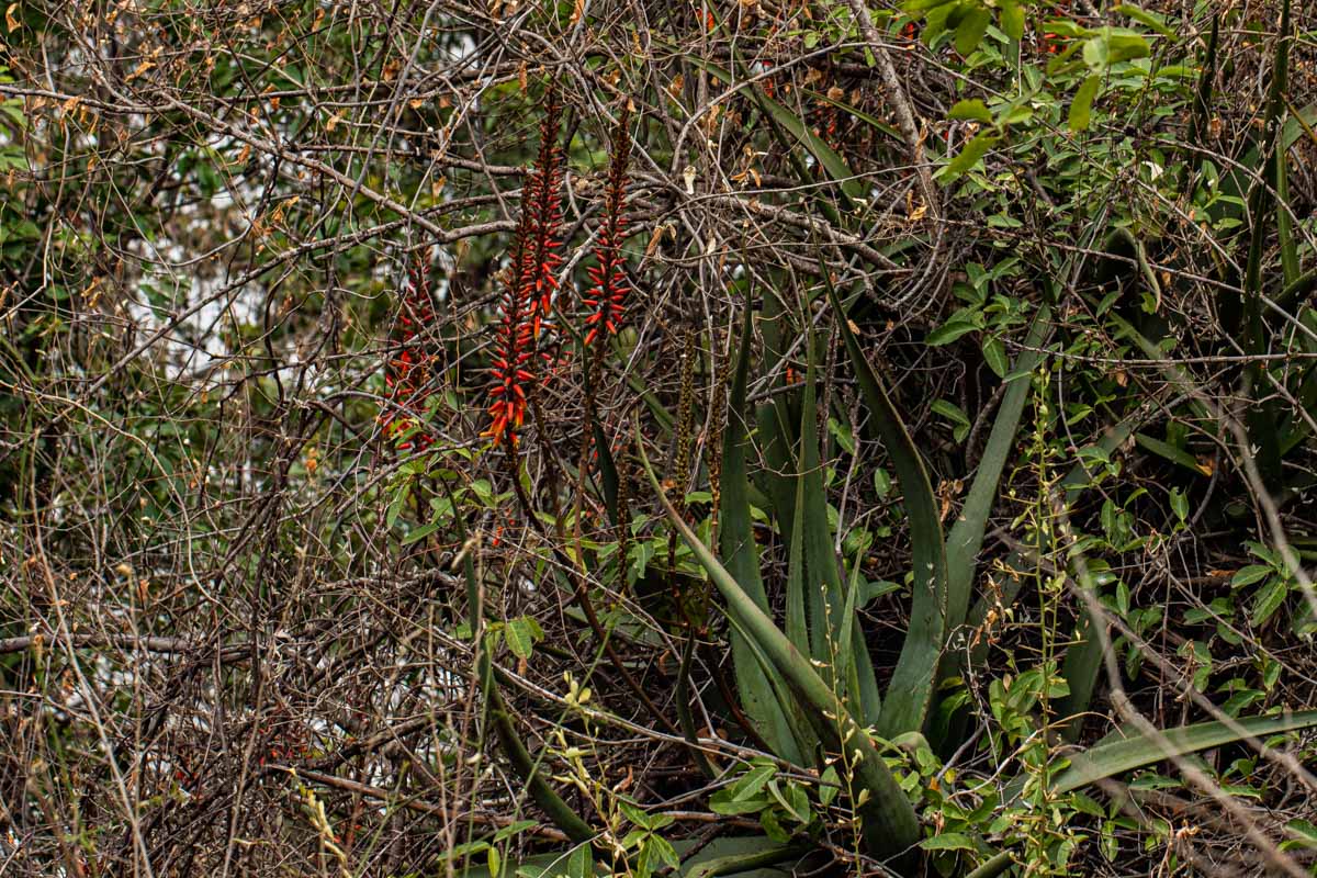 Aloe cryptopoda