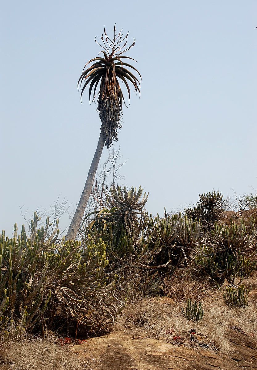 Aloe excelsa var. excelsa Aloe excelsa var. excelsa
