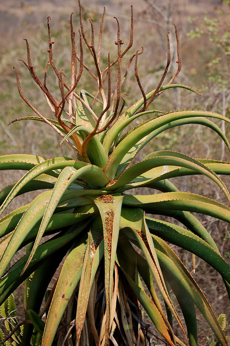 Aloe excelsa var. excelsa Aloe excelsa var. excelsa
