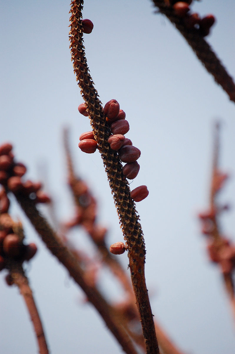 Aloe excelsa var. excelsa Aloe excelsa var. excelsa