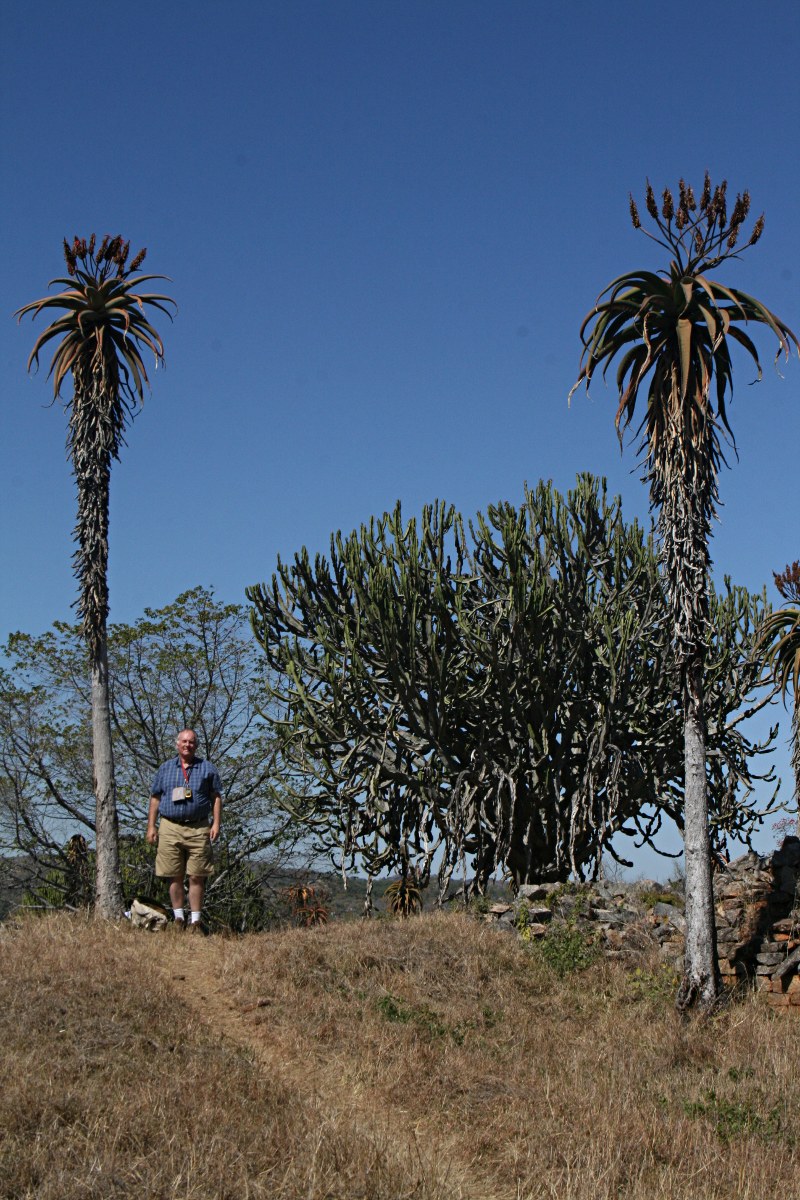 Aloe excelsa var. excelsa Aloe excelsa var. excelsa