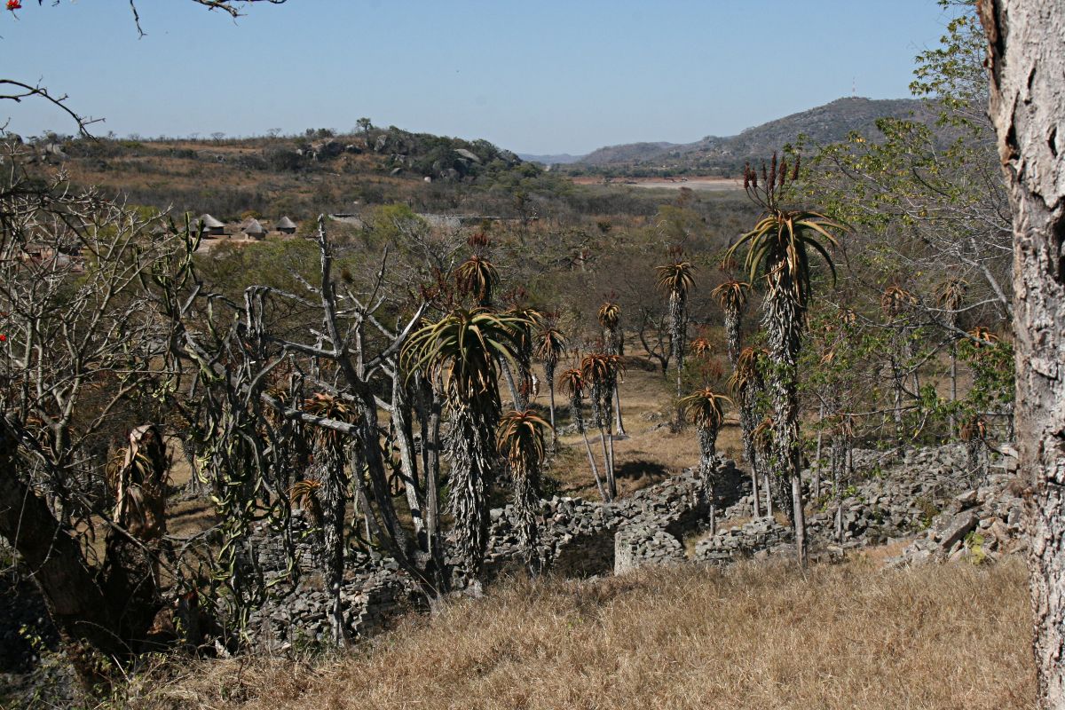 Aloe excelsa var. excelsa