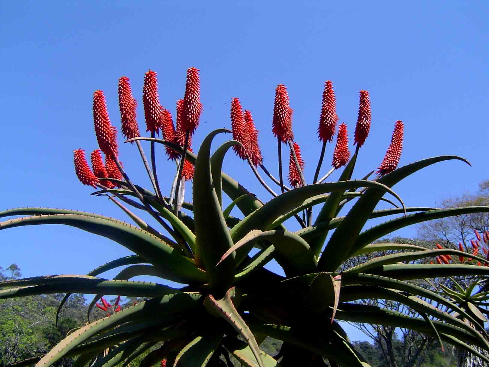 Aloe excelsa var. excelsa Aloe excelsa var. excelsa