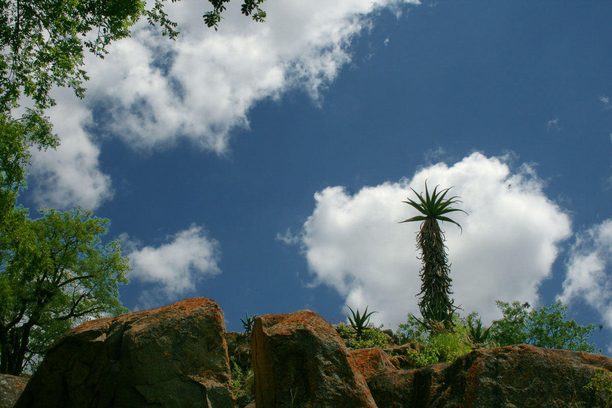 Aloe excelsa var. excelsa Aloe excelsa var. excelsa
