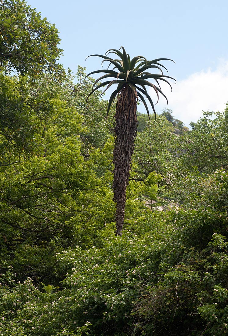 Aloe excelsa var. excelsa Aloe excelsa var. excelsa