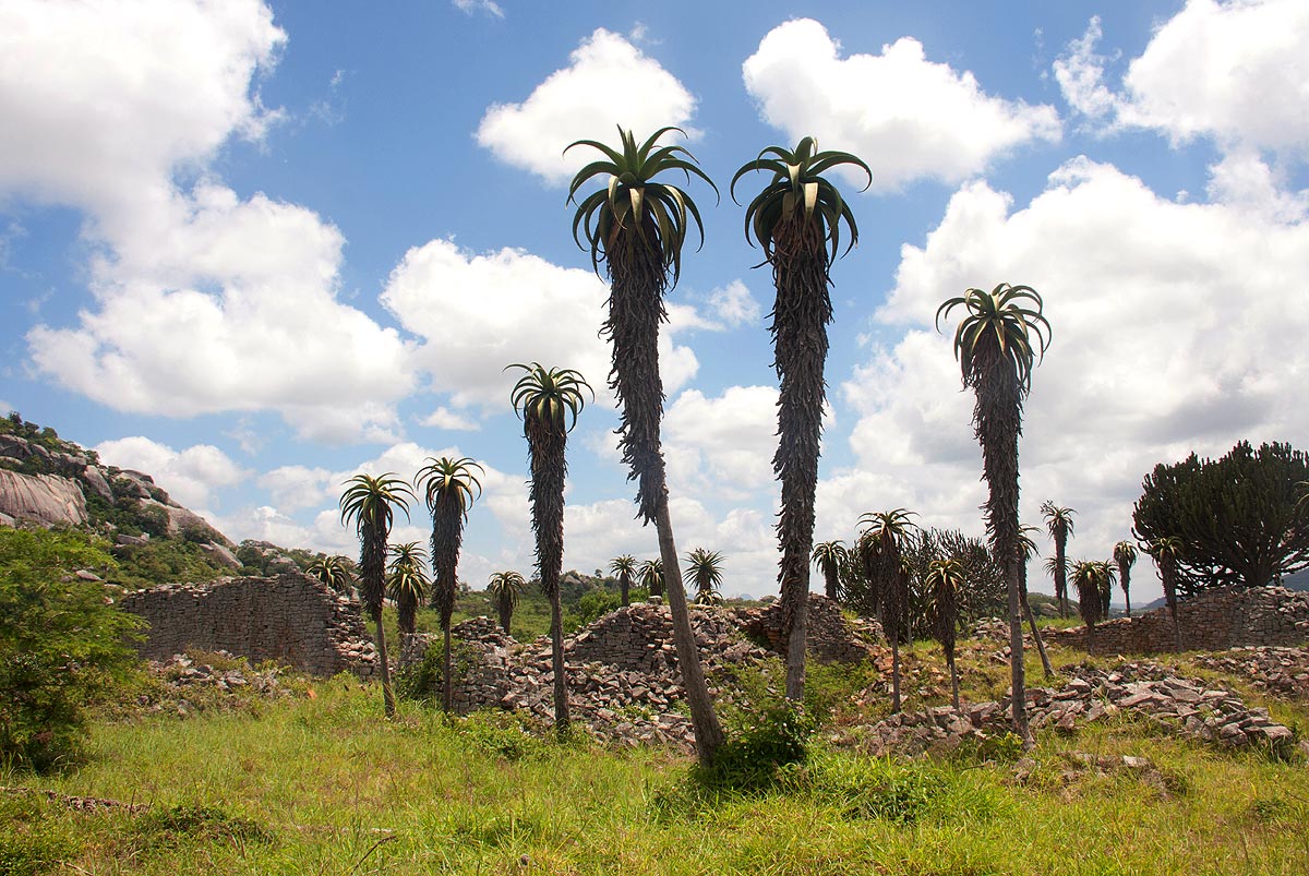 Aloe excelsa var. excelsa Aloe excelsa var. excelsa