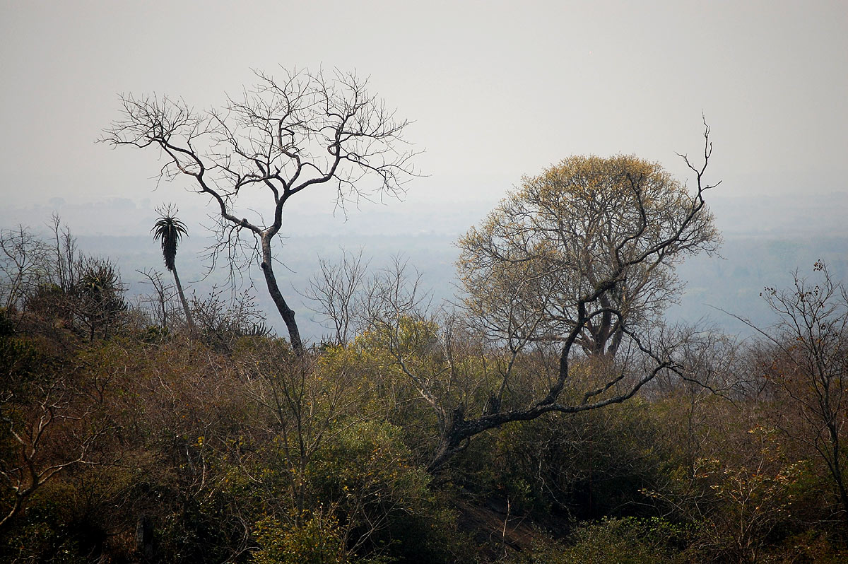 Aloe excelsa var. excelsa Aloe excelsa var. excelsa
