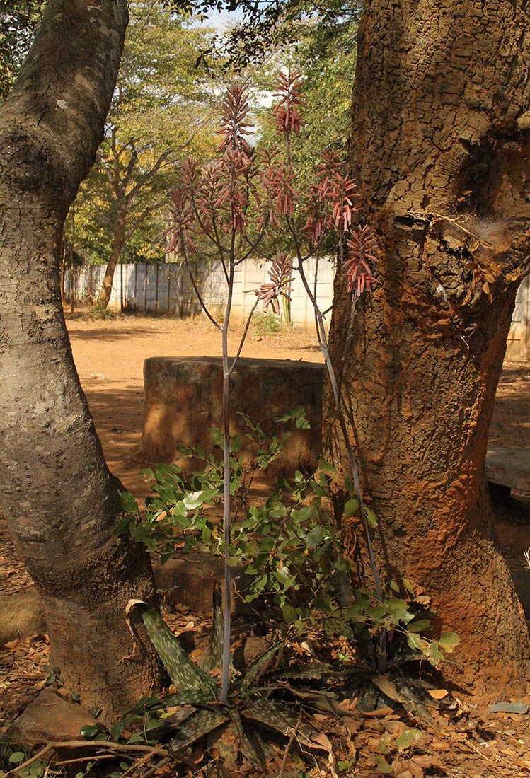 Aloe greatheadii var. greatheadii Aloe greatheadii var. greatheadii