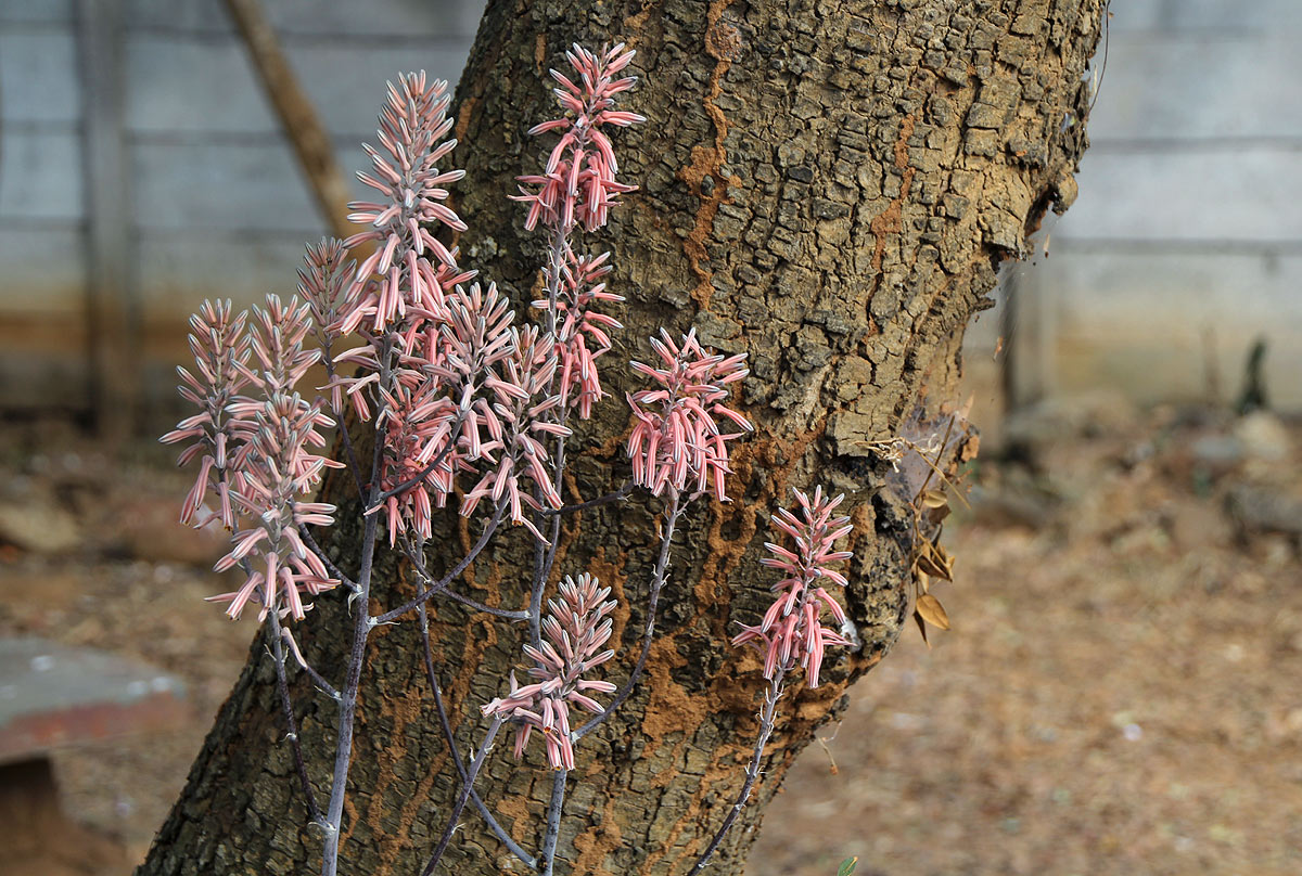 Aloe greatheadii var. greatheadii